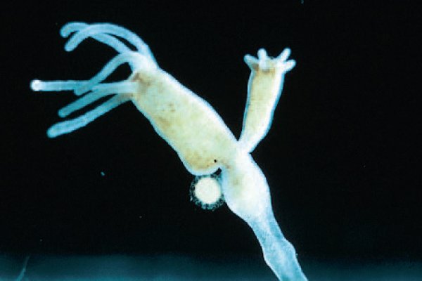 Kraken ссылка зеркало официальный